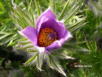 Pulsatilla