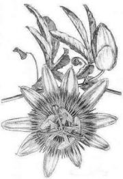 ilustracion