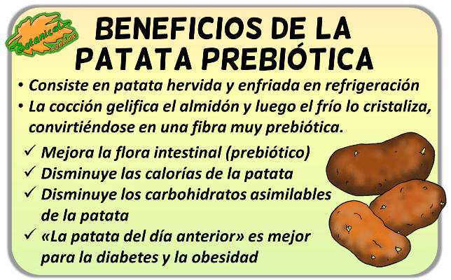 propiedades patata prebiotica beneficios