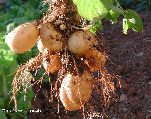patatas recien sacadas del suelo