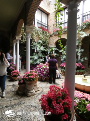 Patio de Córdoba