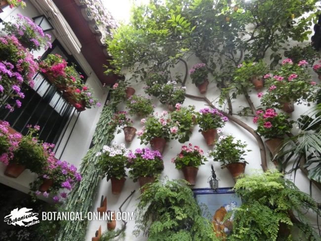 Patio andaluz soleado