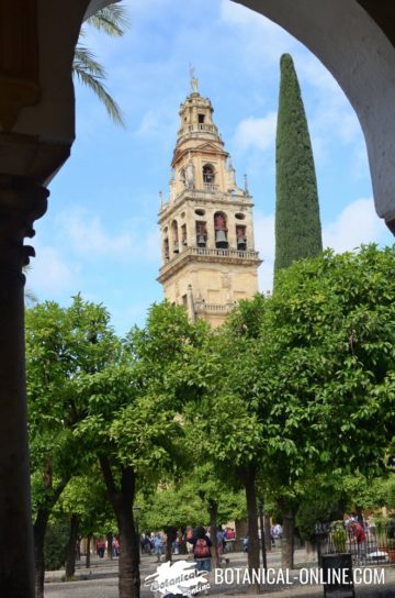 Patio de los Naranjos en la Mezquita de Cordoba, con la Torre al fondo.