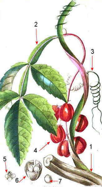 GUARANA