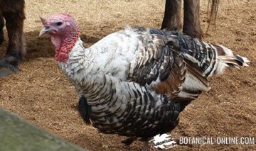 Pavo doméstico