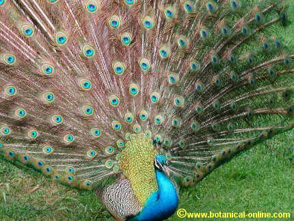 Pavo real 1