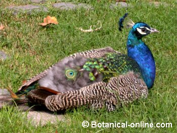 Pavo real 2