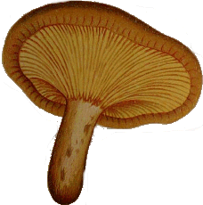 Paxillus involutus