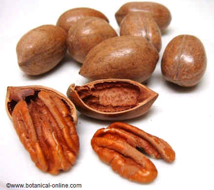 nueces pecanas