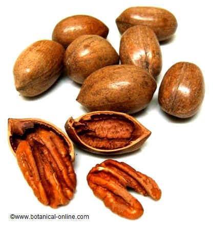 Nueces pecanas