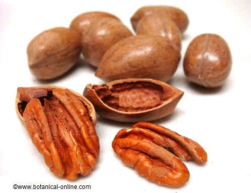 Nueces pecanas