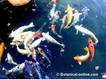 Cuidados los peces koi – Botanical-online