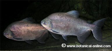 Foto de falsa piraña