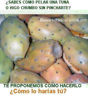 pelar un nopal o higo chumbo