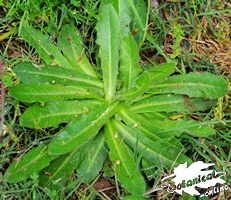 peluda hypochaeris radicata roseta hojas