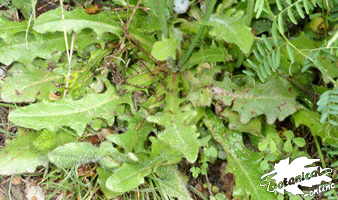 peluda hypochaeris radicata roseta hojas