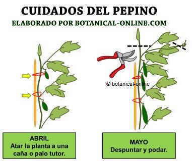 Cuidados del pepino