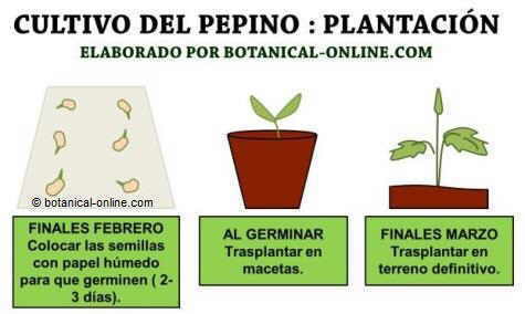 Cultivo y cuidados del pepino, plantar cucumis sativus