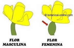 Flor masculina femenina del pepino