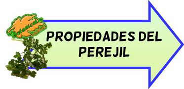 propiedades medicinales del perejil