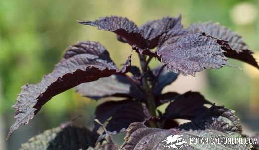 perilla frutescens purpurea