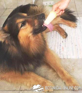 perro helado