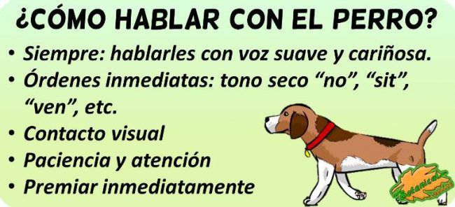 cómo hablar con los perros