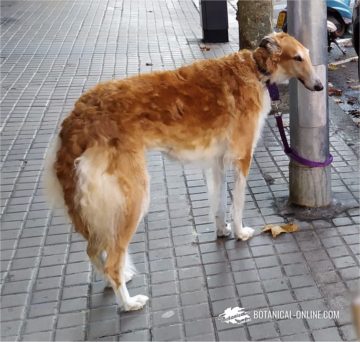 Borzoi raza canina