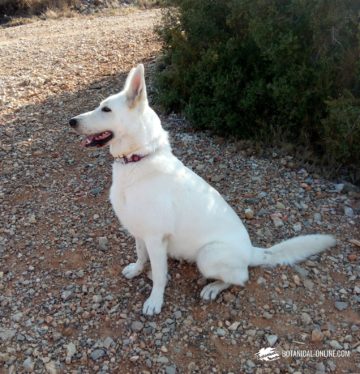 Perro pastor blanco suizo