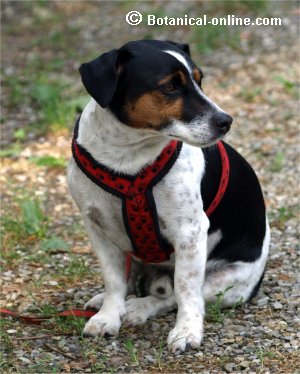 Perro de raza pequeña