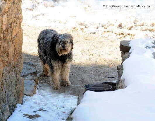 Perro en la nieve