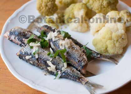 SARDINAS