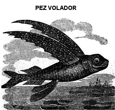 Peces voladores