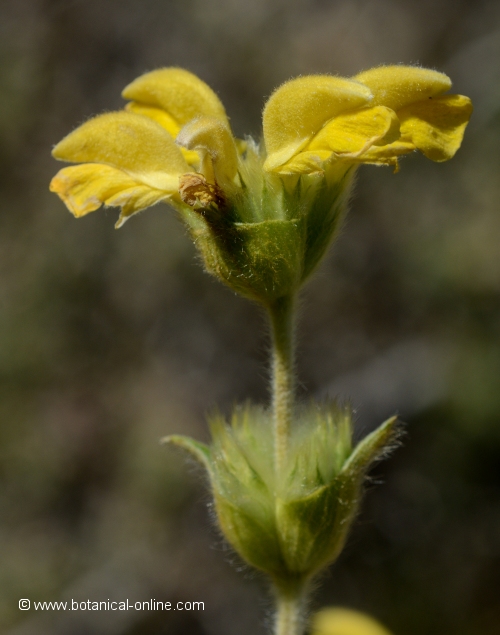 phlomis lychnitis