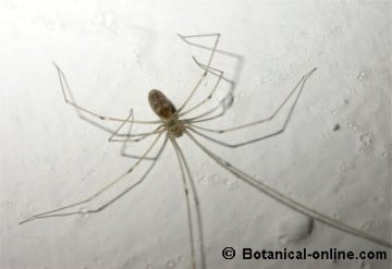 Características de la araña de patas largas – Botanical-online