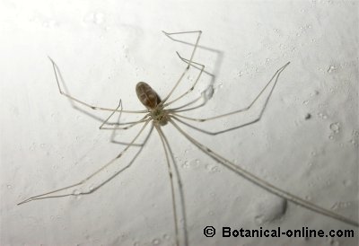 araña patas largas