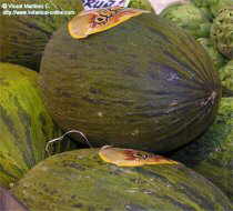 melones