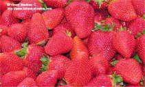 fresas