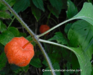 alquequenje planta jardin