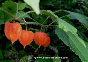 alkekengi planta silvestre