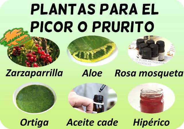 remedios naturales plantas para picor prurito 