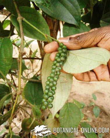 fruto pimienta negra