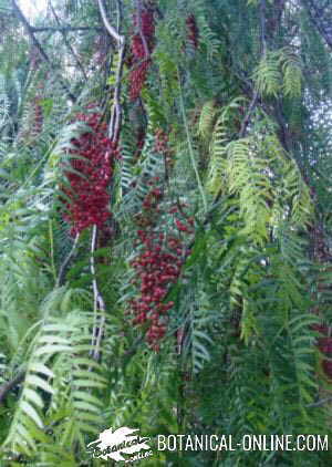 pimienta rosa frutos schinus molle