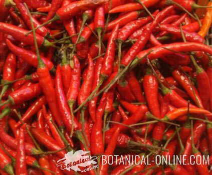 pimientos chiles