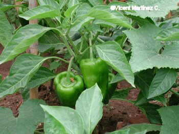 Foto de pimiento en pimentera