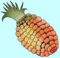 piña