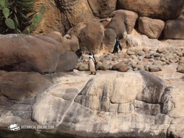 pingüino de Humboldt en su hábitat natural