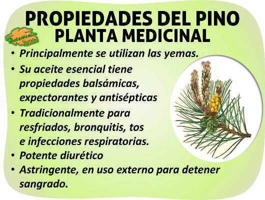 Propiedades medicinales del pino como planta medicinal