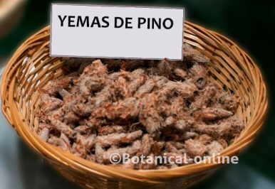 yemas de pino para infusiones