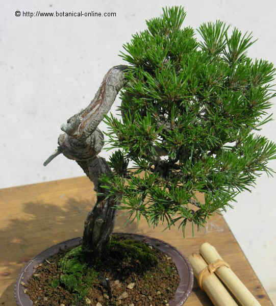 Foto de bonsái (Pinus sylvestris)